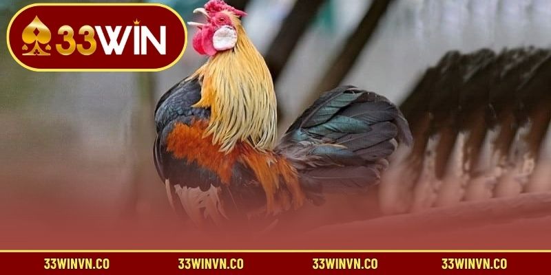3 hình thức cược phổ biến trong đấu gà tre