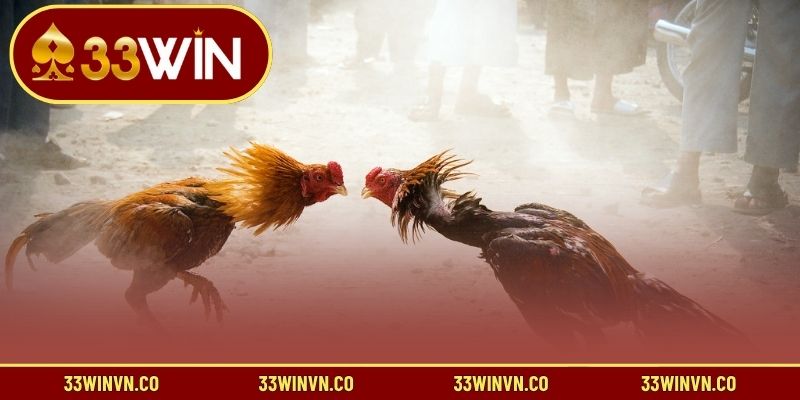 3 tip chơi Đá Gà 33WIN hiệu quả