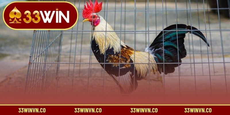 Tìm hiểu cách chơi đá gà tre chuẩn