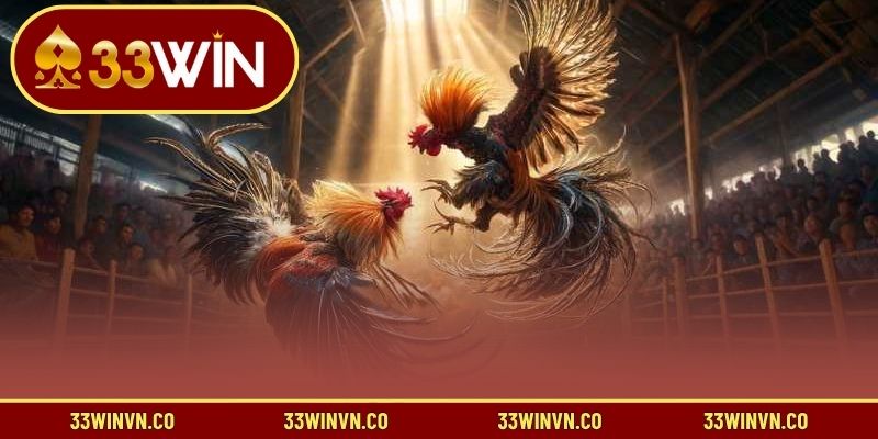 Chia sẻ cách chơi đá gà online thắng cược hiệu quả