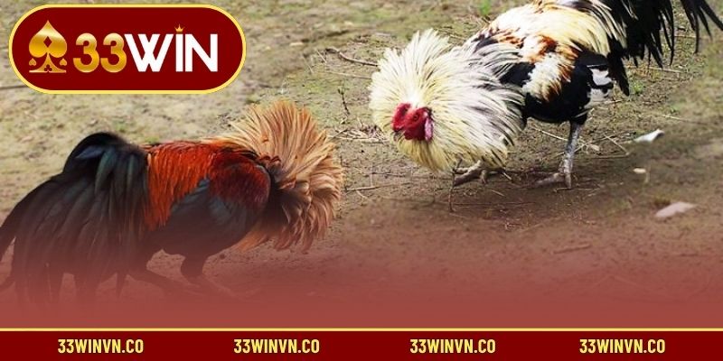 Chiến lược tối ưu khi chơi đá gà tre