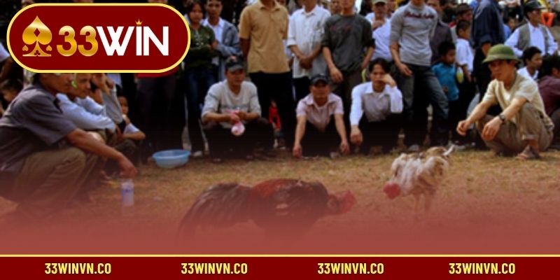 Quy định đấu gà cơ bản mà anh em cần biết