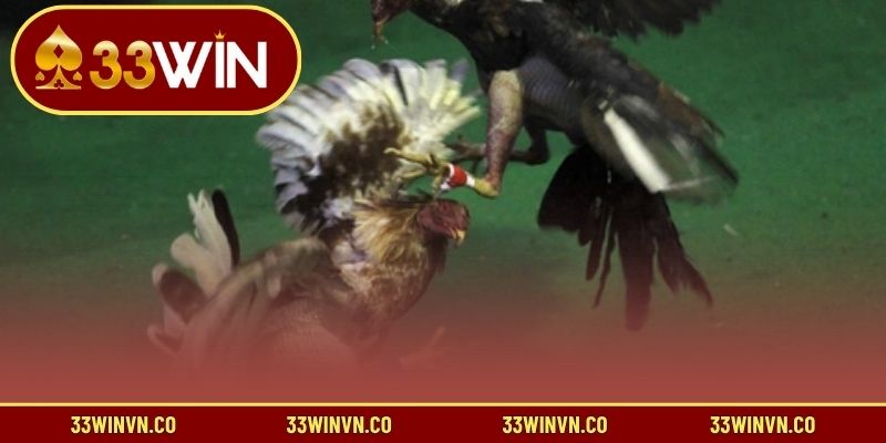 Tìm hiểu đặc điểm nổi trội của dòng kê Mỹ