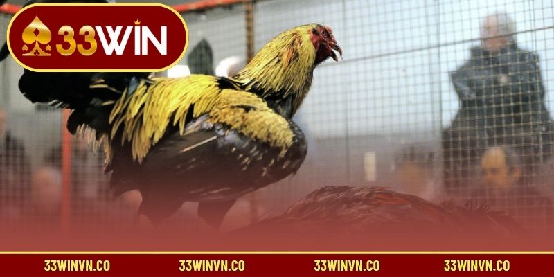 Giới thiệu về đá gà Mỹ