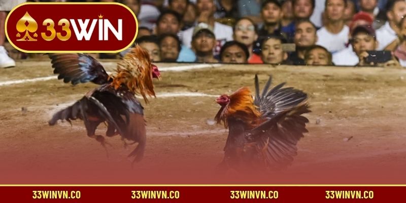 Làm thế nào để áp dụng mẹo chơi đấu gà tốt nhất