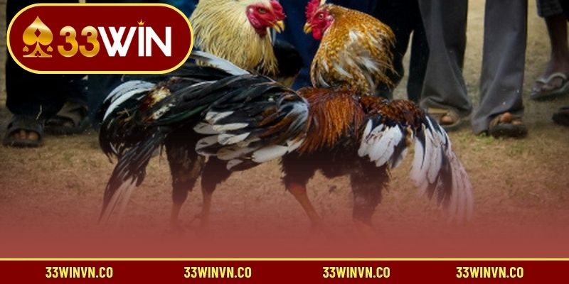 Quy tắc thi đấu đá gà Mỹ tại nhà cái 33win
