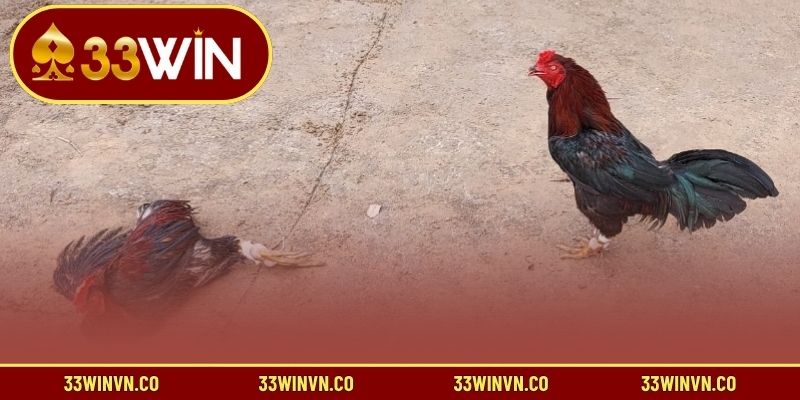 Sơ lược về đá gà 33WIN