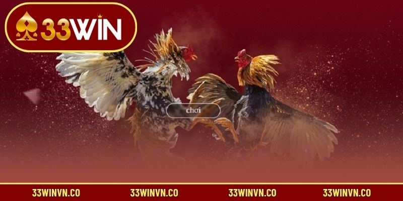Cách chơi đá gà online tại nhà cái