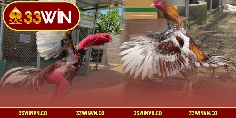 Tại sao bạn nên áp dụng mẹo chơi đá gà