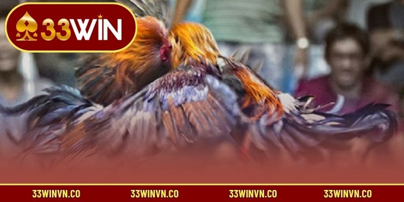 Tip chơi đá gà luôn thắng khi áp dụng quy định 