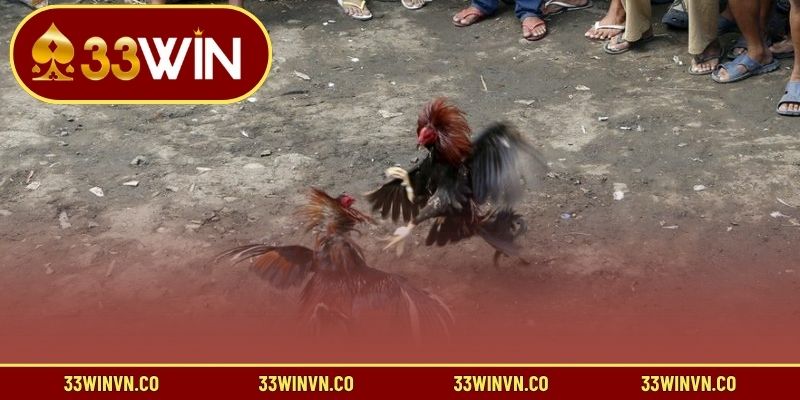 Vì sao cần tuân thủ quy định đá gà?